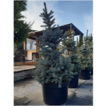 PICEA PUNGENS SUPER BLUE 90/100
