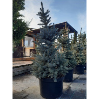 PICEA PUNGENS SUPER BLUE 90/100