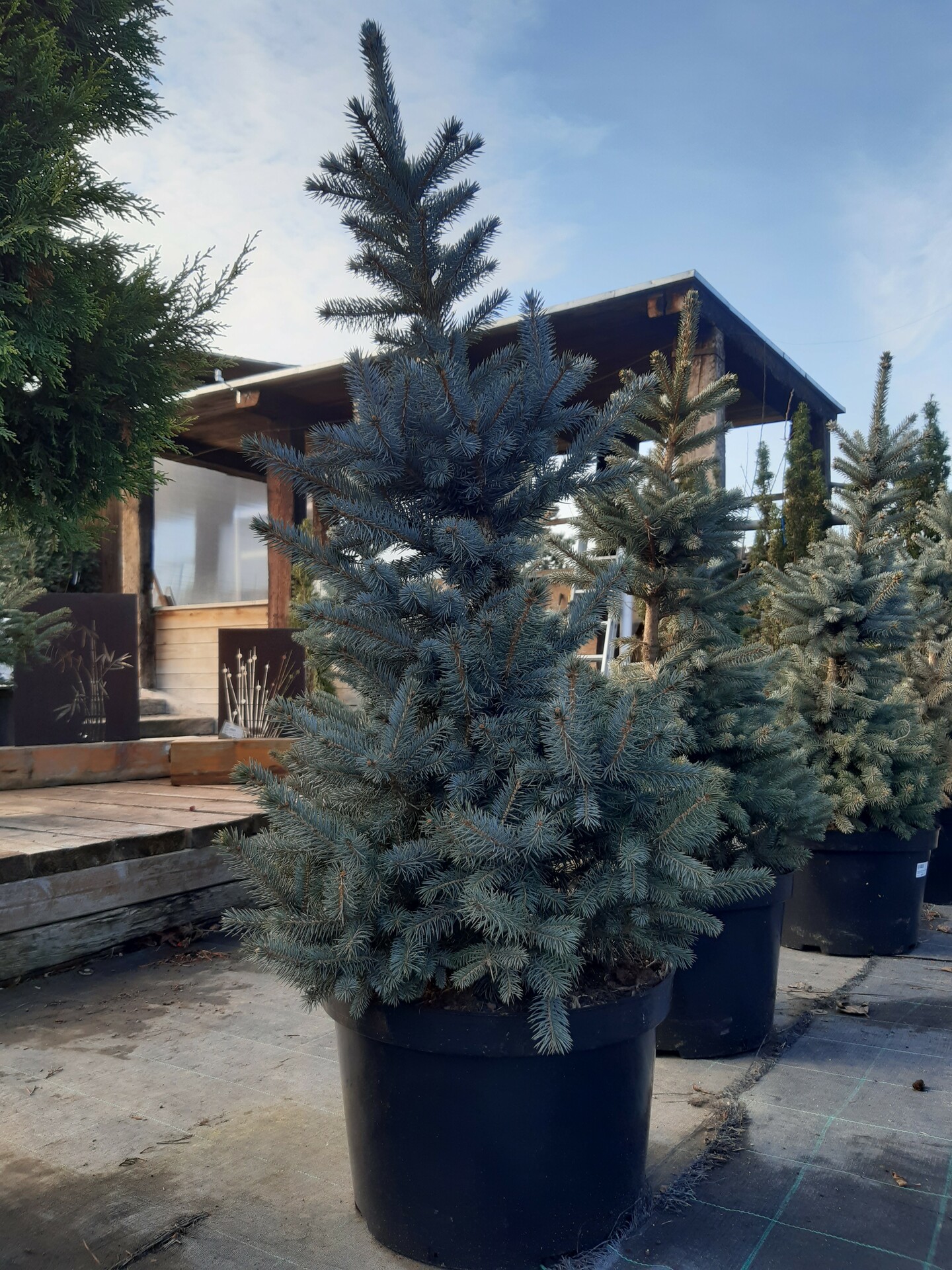 PICEA PUNGENS SUPER BLUE 90/100