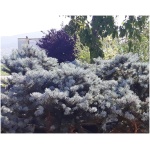 PICEA PUNGENS ´GLAUCA GLOBOSA´