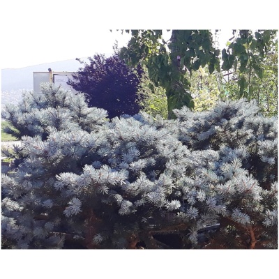 PICEA PUNGENS ´GLAUCA GLOBOSA´