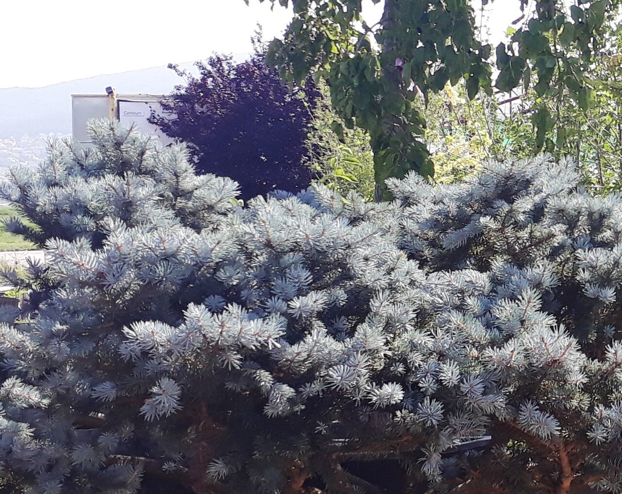 PICEA PUNGENS ´GLAUCA GLOBOSA´