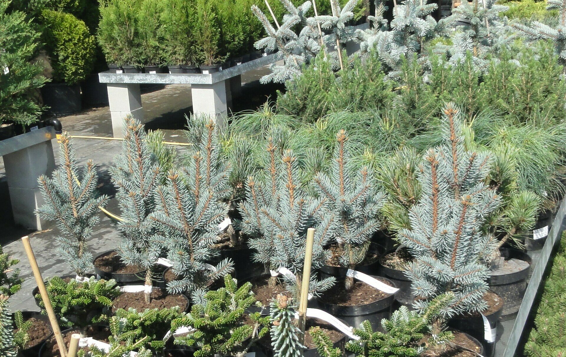 PICEA PUNGENS ´HOOPSII´