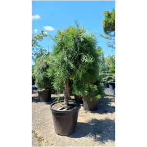 Pinus jotosho ´Pendula´ 14-16