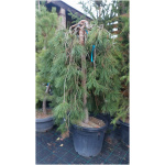 PINUS JOTOSHO