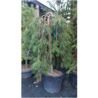 PINUS JOTOSHO
