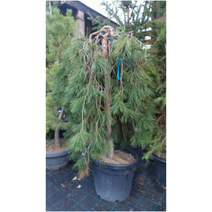 PINUS JOTOSHO