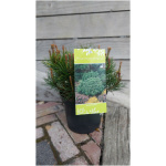 PINUS MUGO ´MUGHUS´