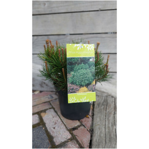 PINUS MUGO ´MUGHUS´