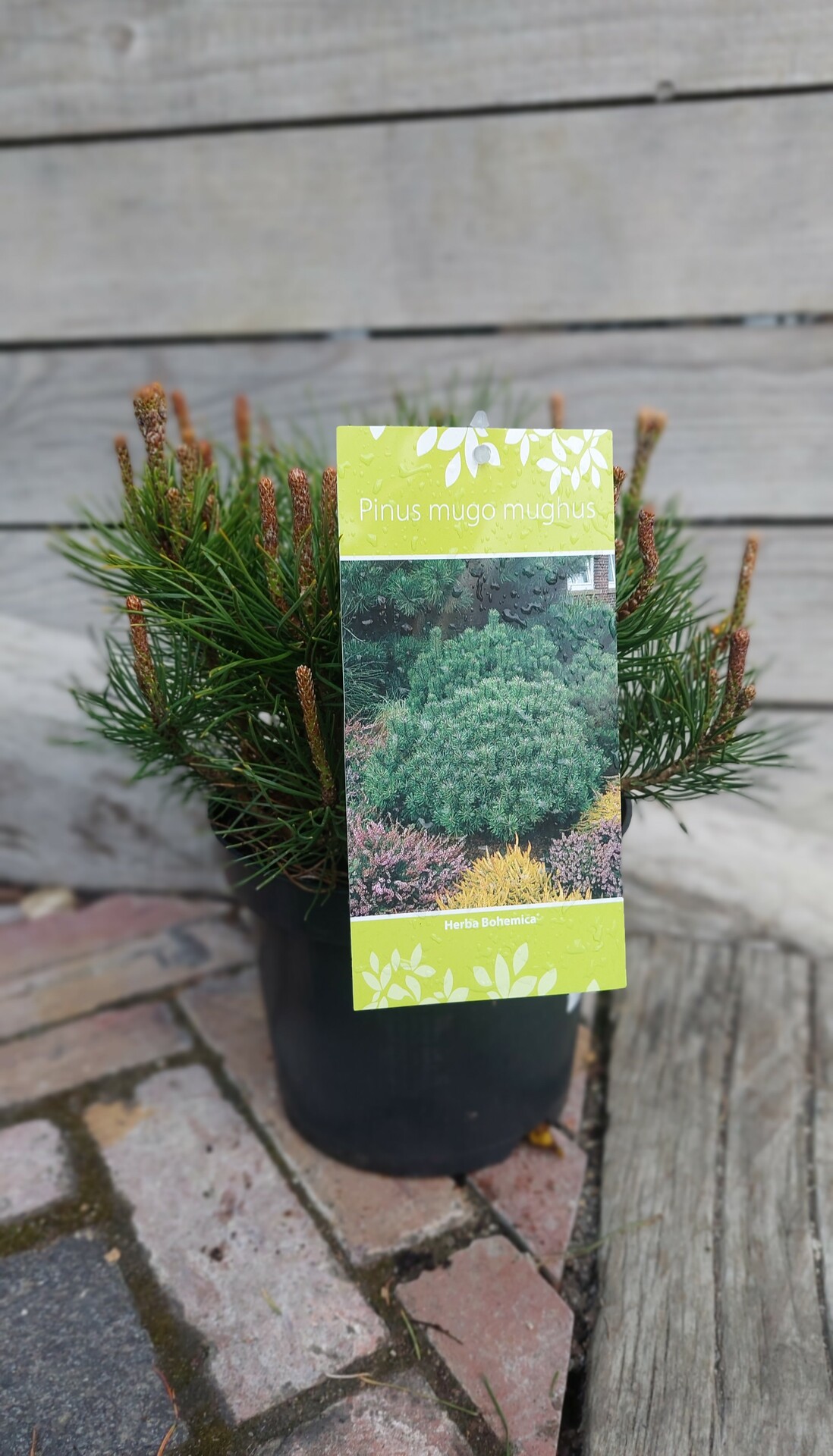 PINUS MUGO ´MUGHUS´
