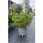PINUS MUGO PUMILIO