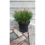 PINUS MUGO ´PUMILIO´