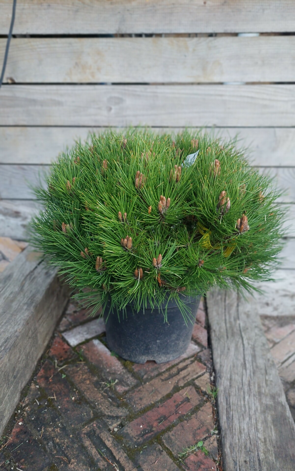 PINUS NIGRA BAMBINO