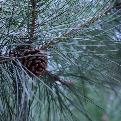 PINUS NIGRA