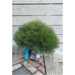 PINUS NIGRA MARIE BREGEON