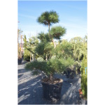 PINUS NIGRA ´AUSTRIACA´