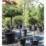 PINUS NIGRA BREVIFOLIA