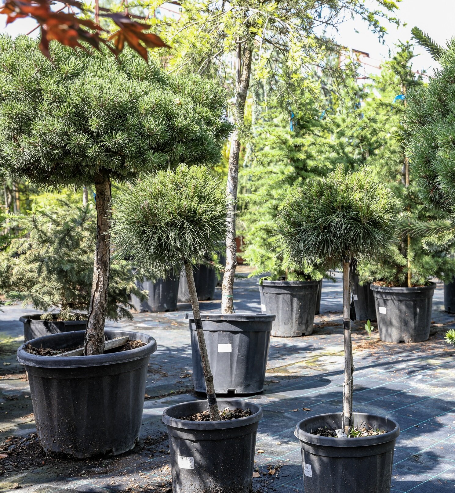 PINUS NIGRA BREVIFOLIA