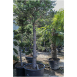 PINUS NIGRA ´BREVIFOLIA´