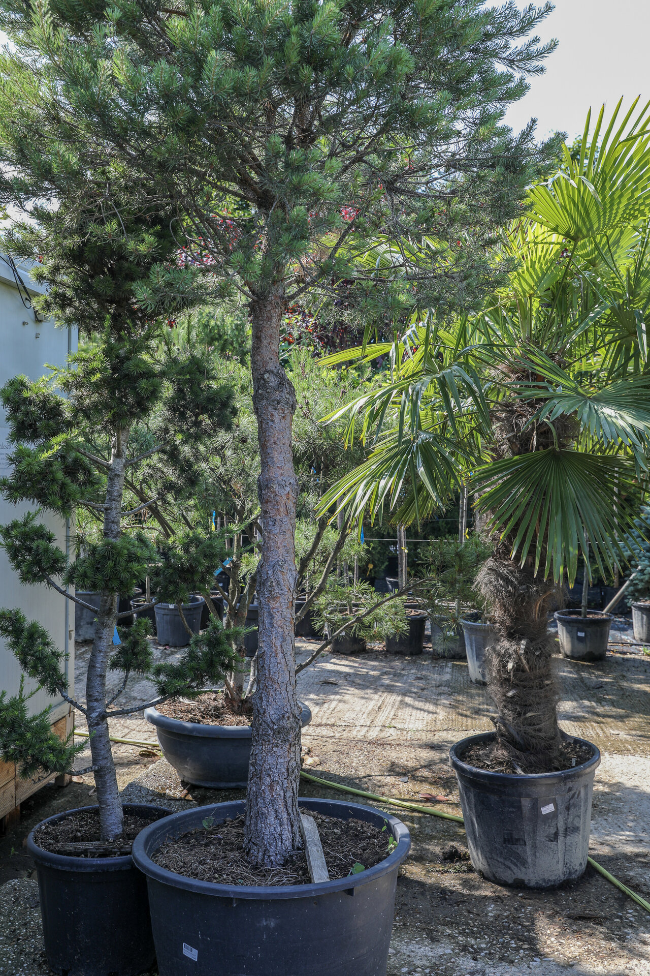 PINUS NIGRA ´BREVIFOLIA´