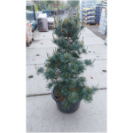 PINUS PAR. ´NEGISHI´