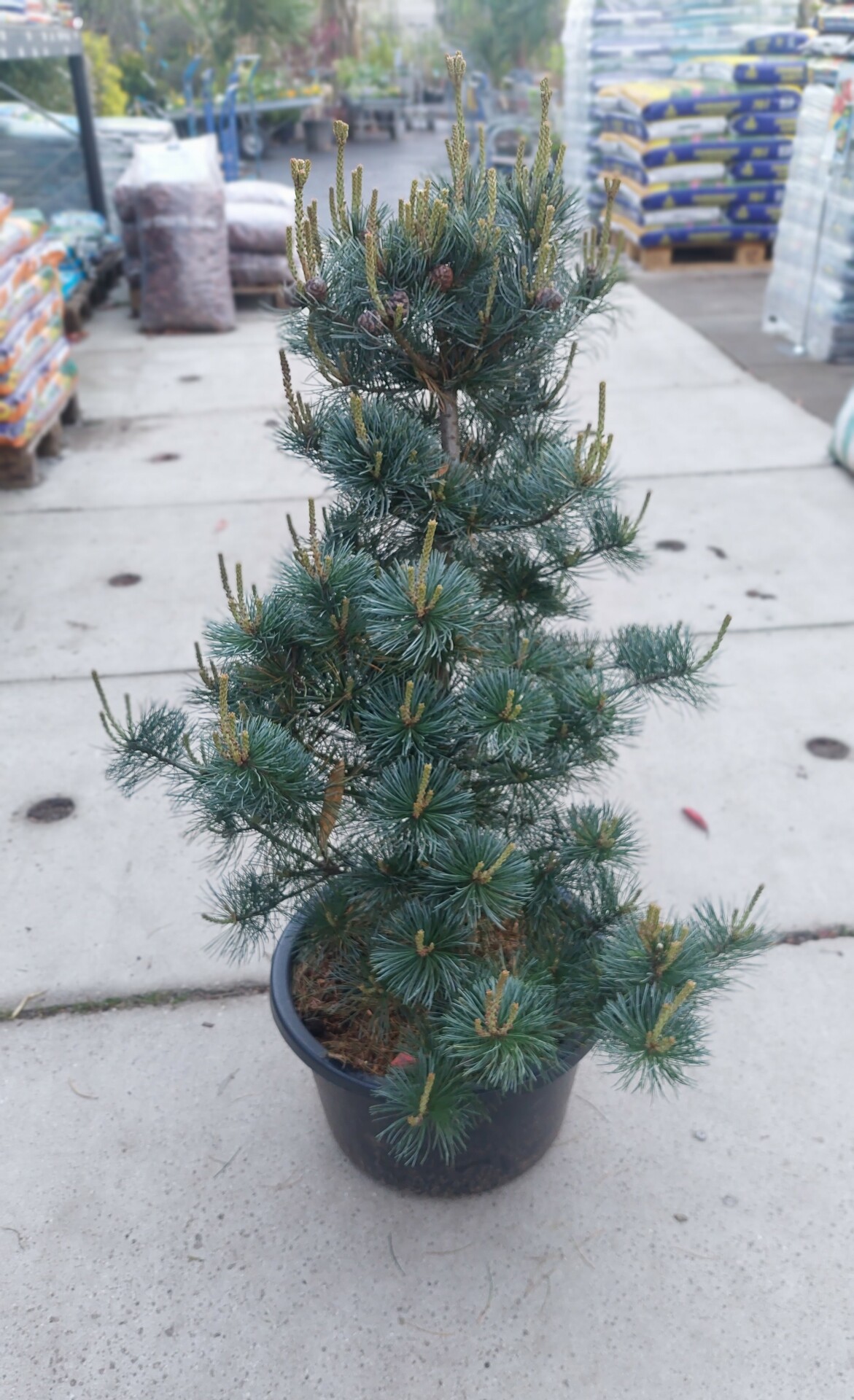 PINUS PAR. ´NEGISHI´
