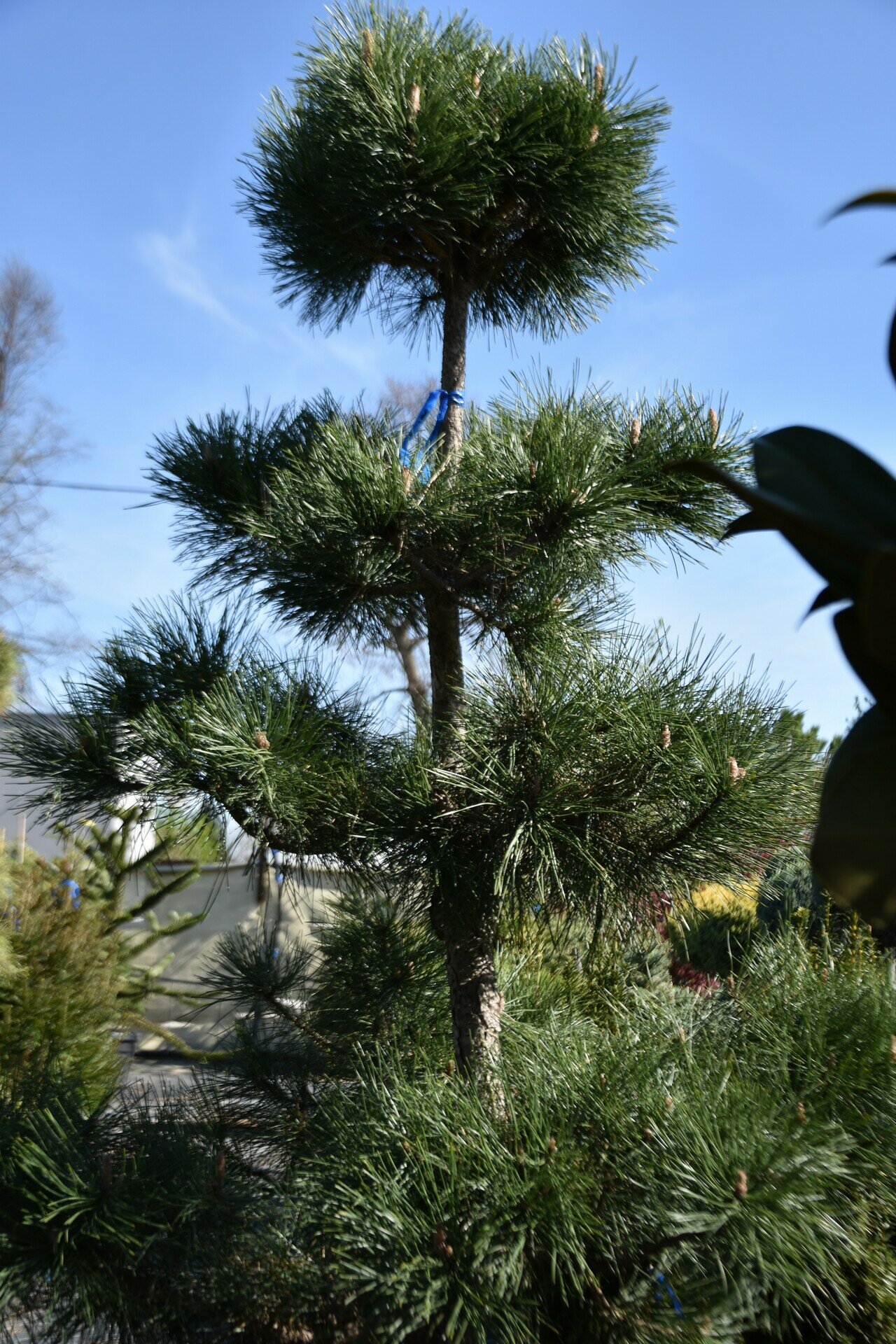 PINUS PARVIFLORA - bonsaj