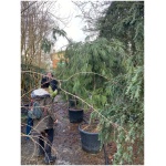 PINUS STROBUS ´PENDULA´