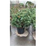 PINUS SYL. WATERERI