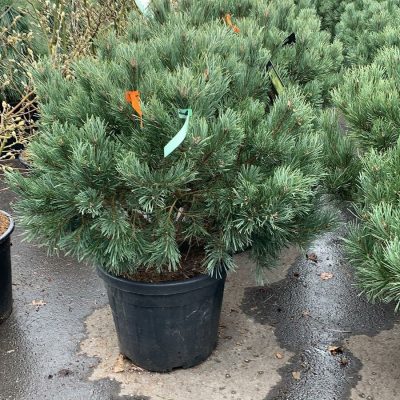 PINUS SYL. WATERERI