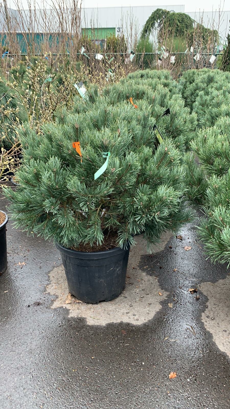PINUS SYL. WATERERI