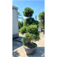 PINUS SYLVESTRIS