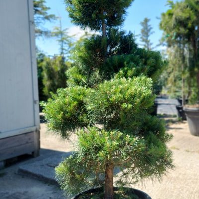 PINUS SYLVESTRIS