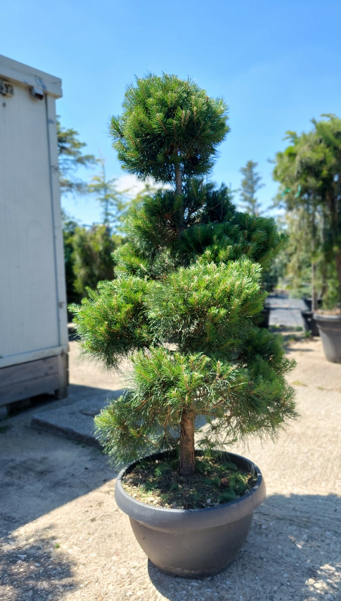 PINUS SYLVESTRIS