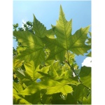 Platanus acerifolia K90