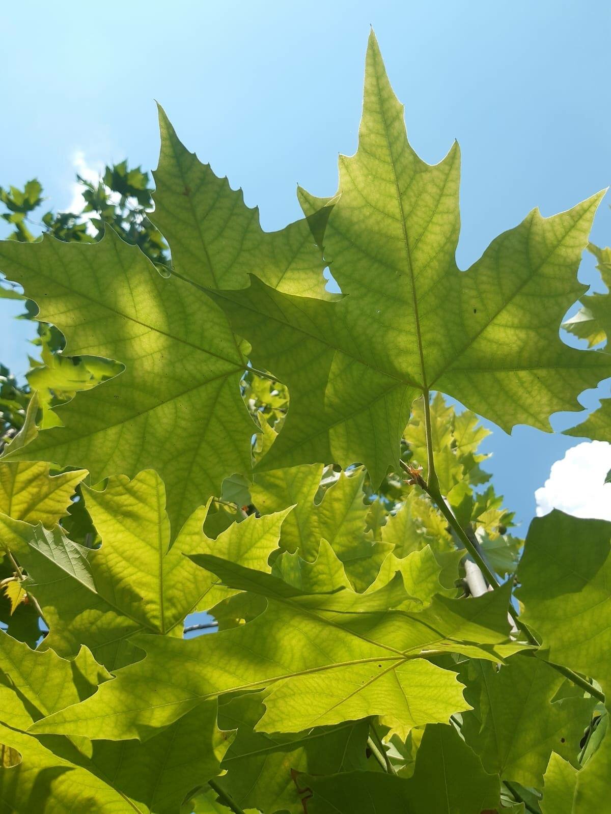 Platanus acerifolia K90