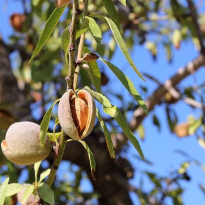 PRUNUS armeniaca