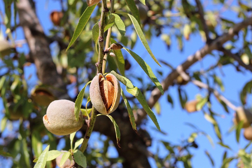 PRUNUS armeniaca