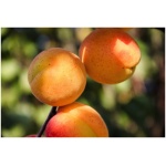 PRUNUS armeniaca