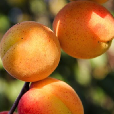 PRUNUS armeniaca