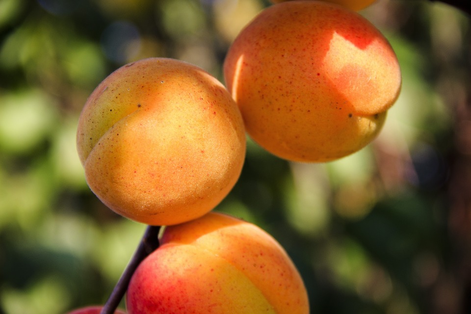 PRUNUS armeniaca