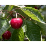PRUNUS avium