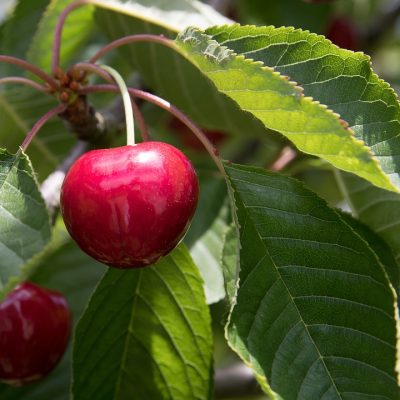 PRUNUS avium