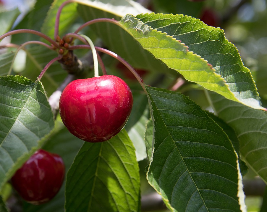 PRUNUS avium