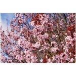 PRUNUS CERASIFERA "Pissardii Nigra" Clt. 25