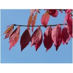 PRUNUS CERASIFERA ´PISSARDII NIGRA´ Clt. 18