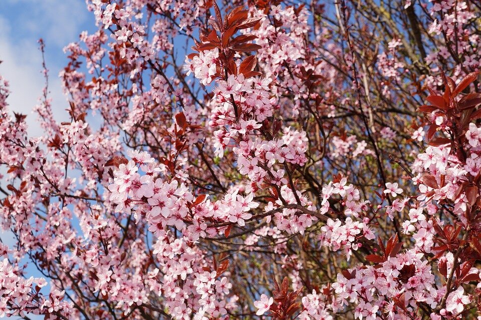 PRUNUS CERASIFERA 