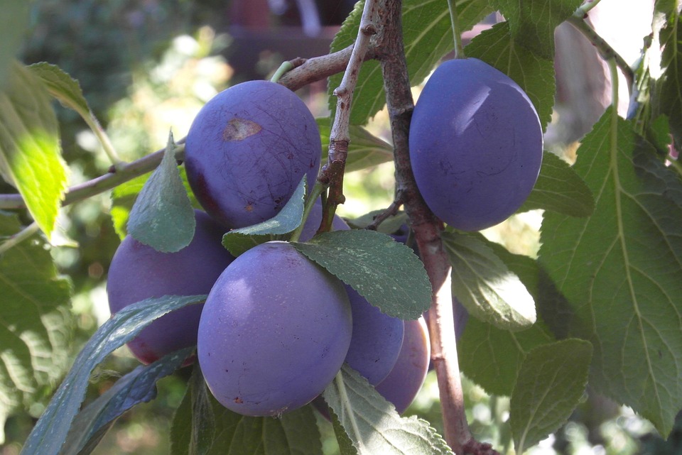 PRUNUS DOMESTICA