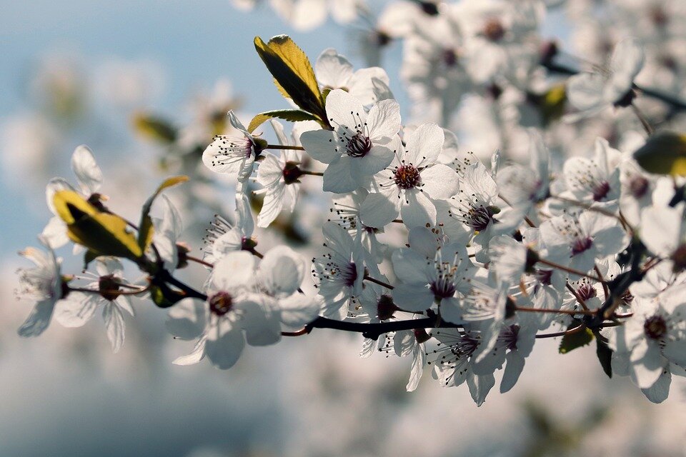PRUNUS FRUTICOSA GLOBOSA K25