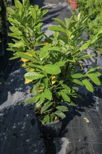 PRUNUS LAUROCERASUS NOVITA